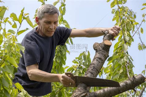 砍掉|砍的解释